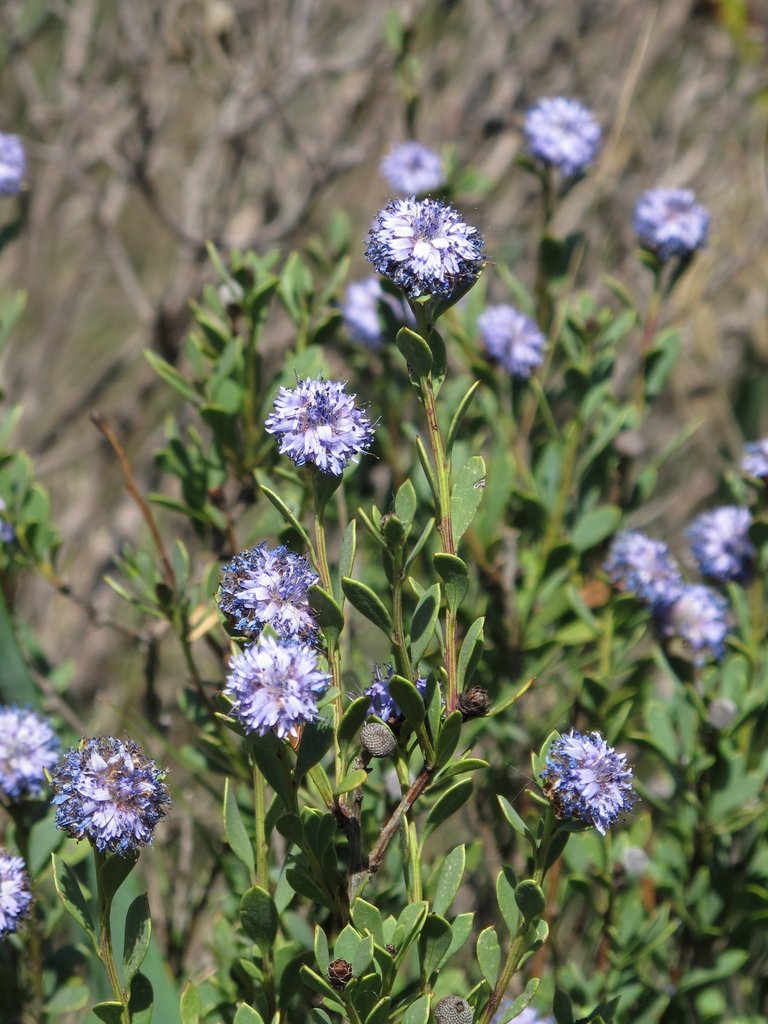 Globularia alypum
